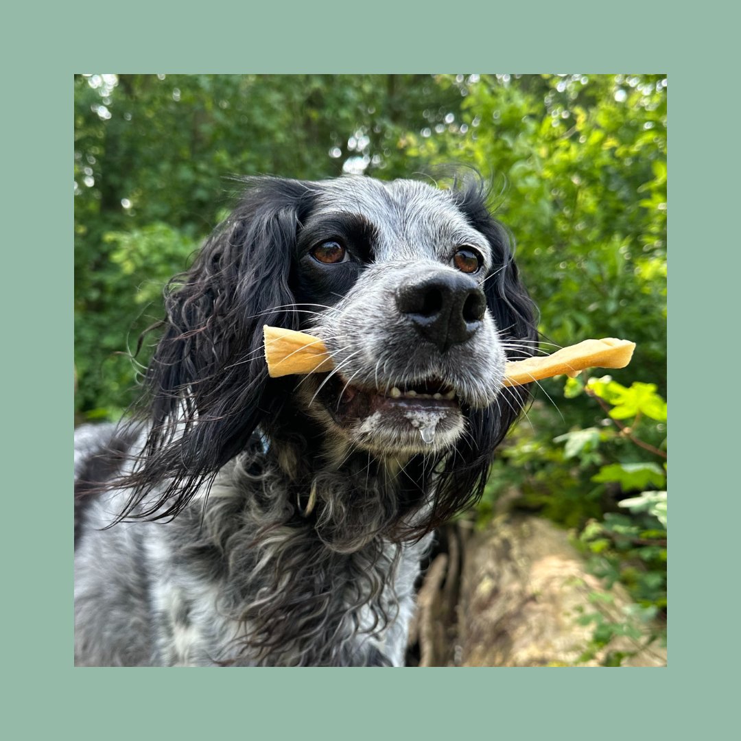 Kausnacks für Hunde