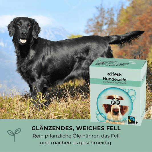 Glänzendes Fell dank Goopsi Hundeseife mit pflegenden Pflanzenölen