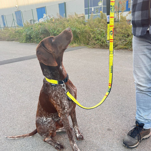 Hundeleine "Lanka", 2m - lemon