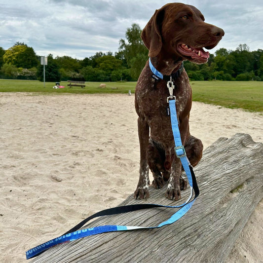 Hundeleine "Arugam", 2m - blau