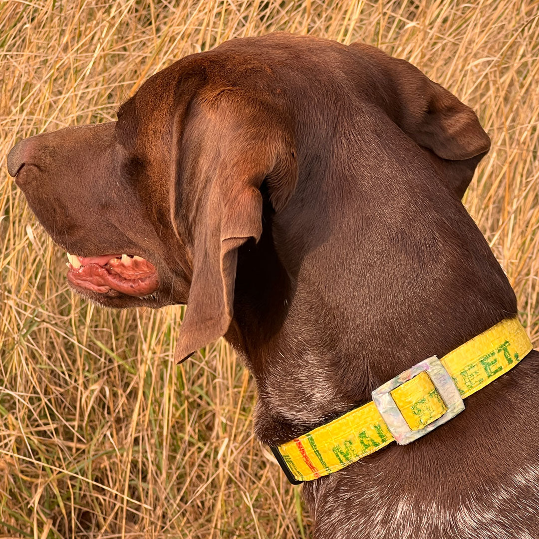 Hundehalsband "Style mich!" gelb - versch. Größen