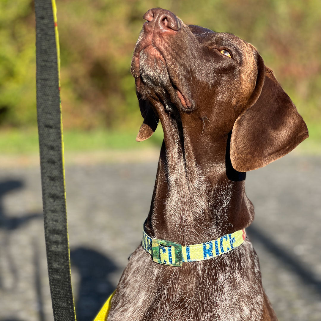 Hundehalsband "Style mich!" lemon - versch. Größen