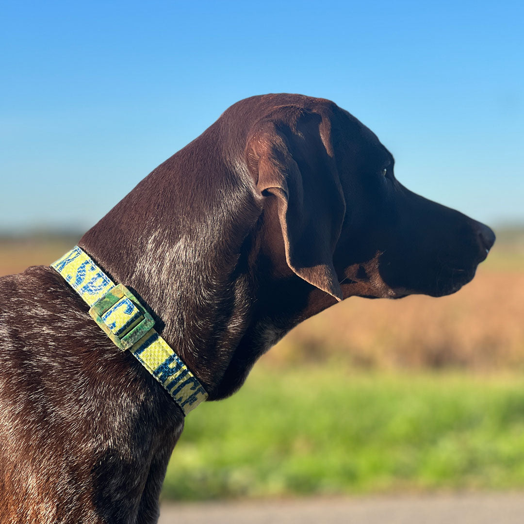 Hundehalsband "Style mich!" lemon - versch. Größen
