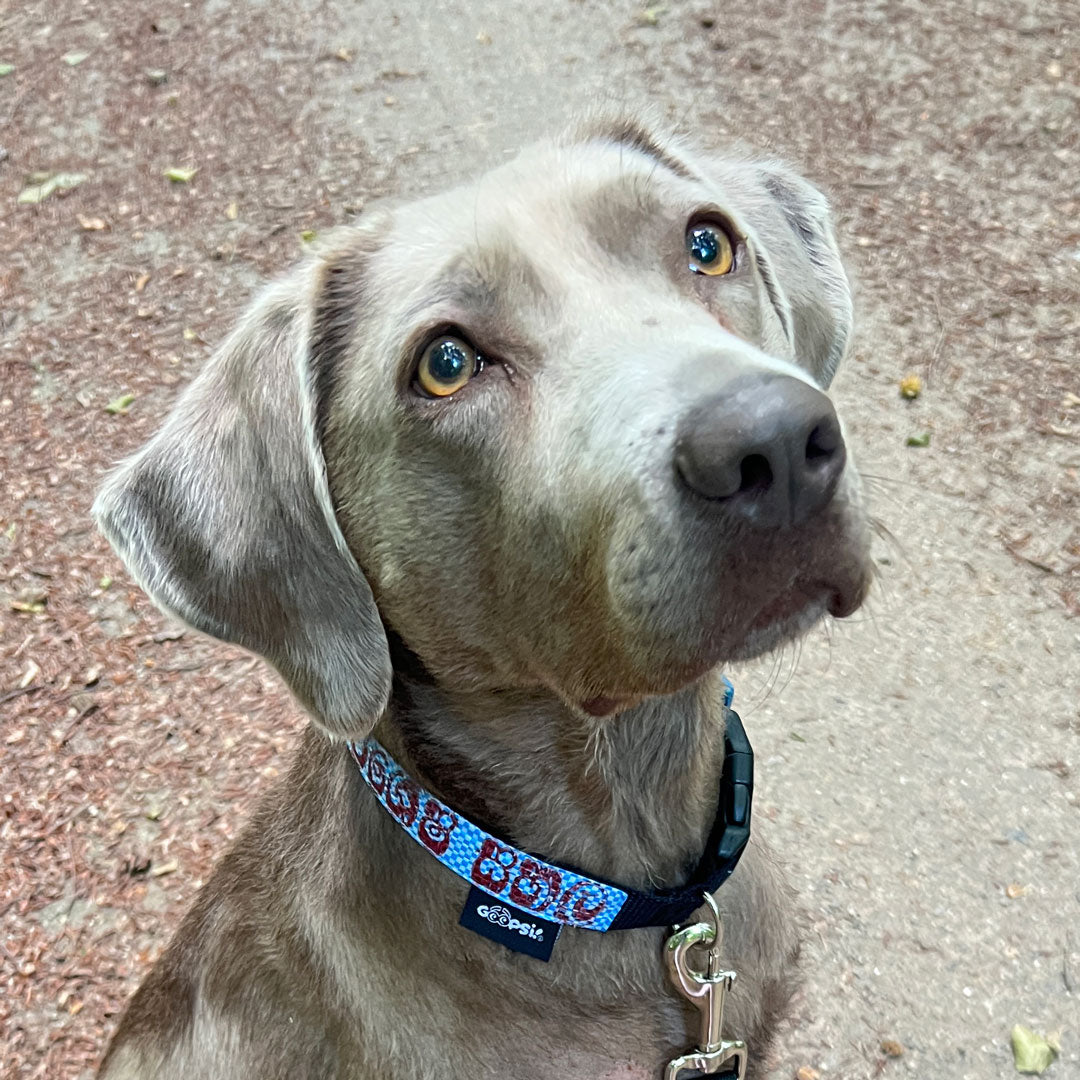 Hundehalsband "Style mich!" blau - versch. Größen