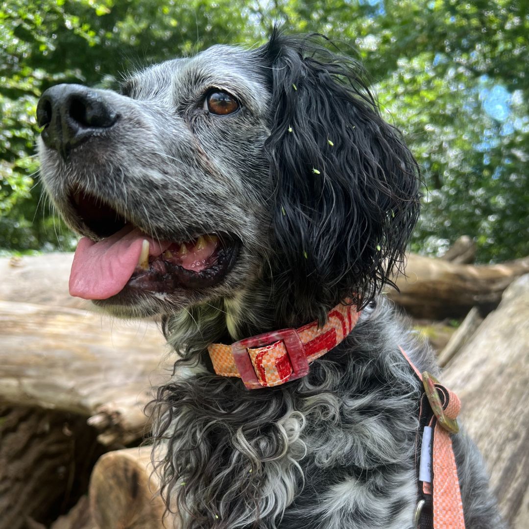 Hundehalsband "Style mich!" lachs - versch. Größen