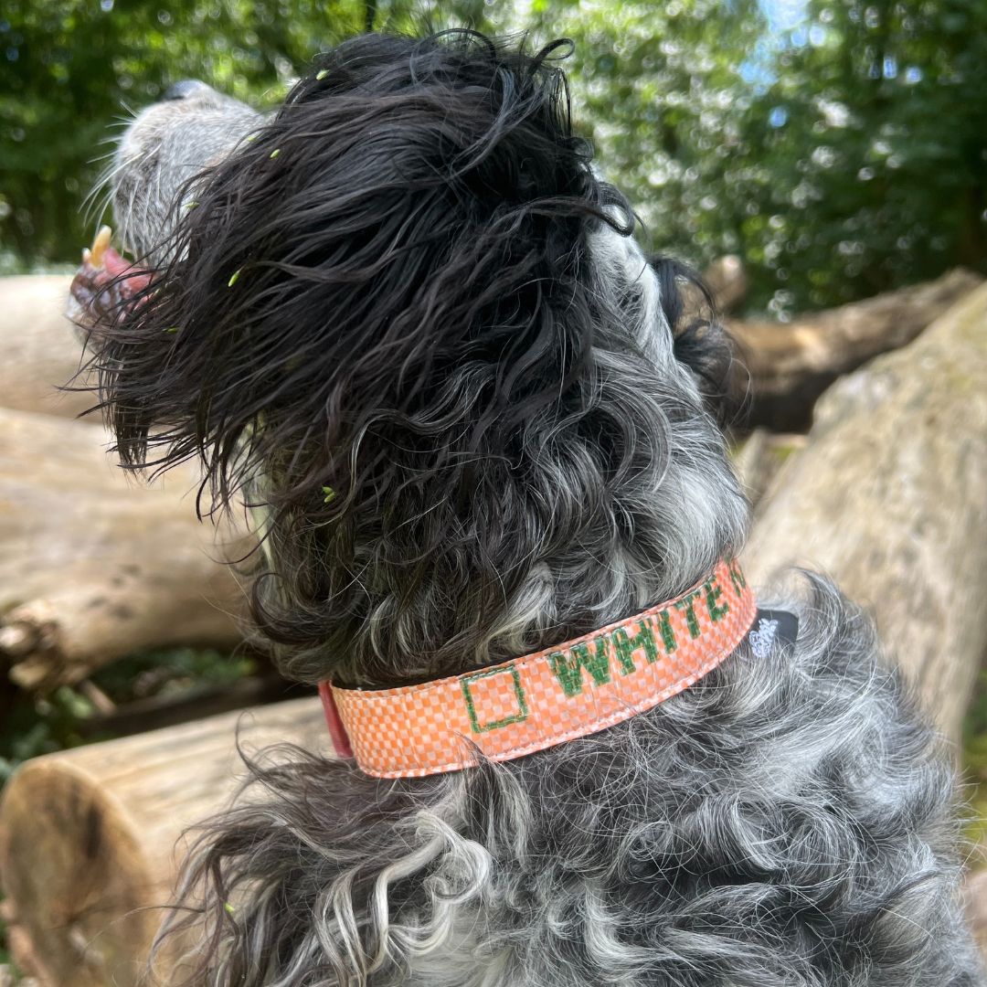 Hundehalsband "Style mich!" lachs - versch. Größen
