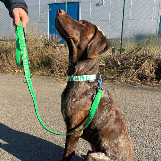 Hundeleine "Lanka", 2m - grün