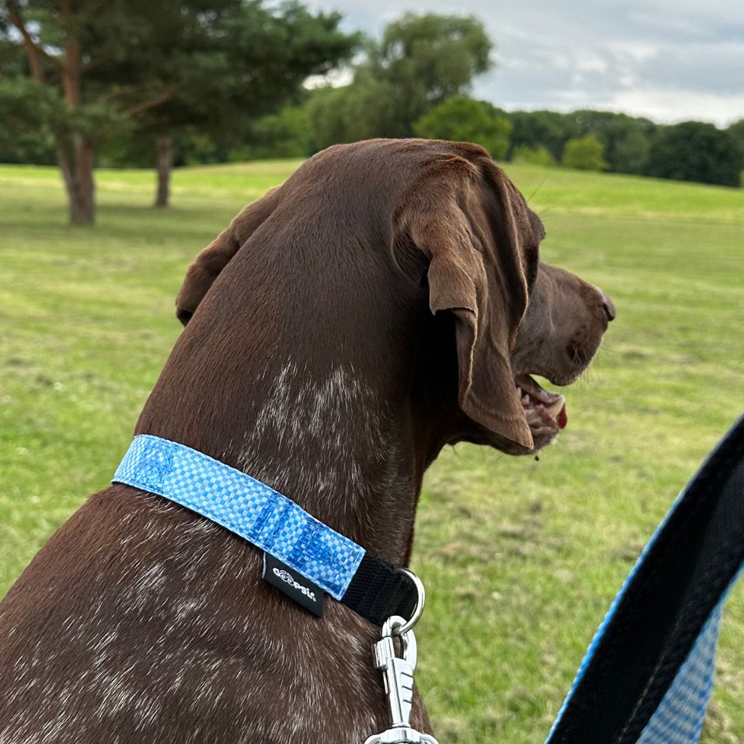 Hundehalsband "Style mich!" blau - versch. Größen