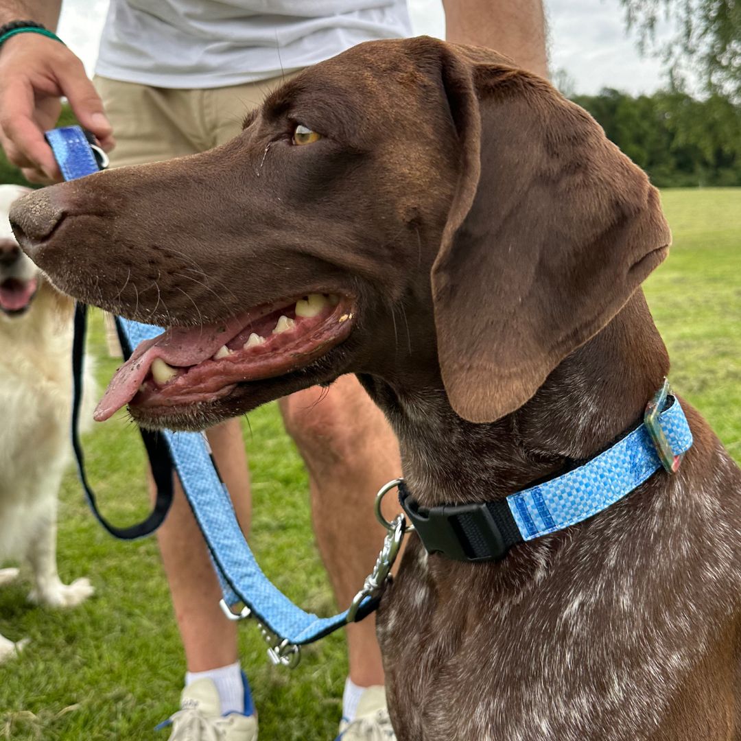 Hundehalsband "Style mich!" blau - versch. Größen
