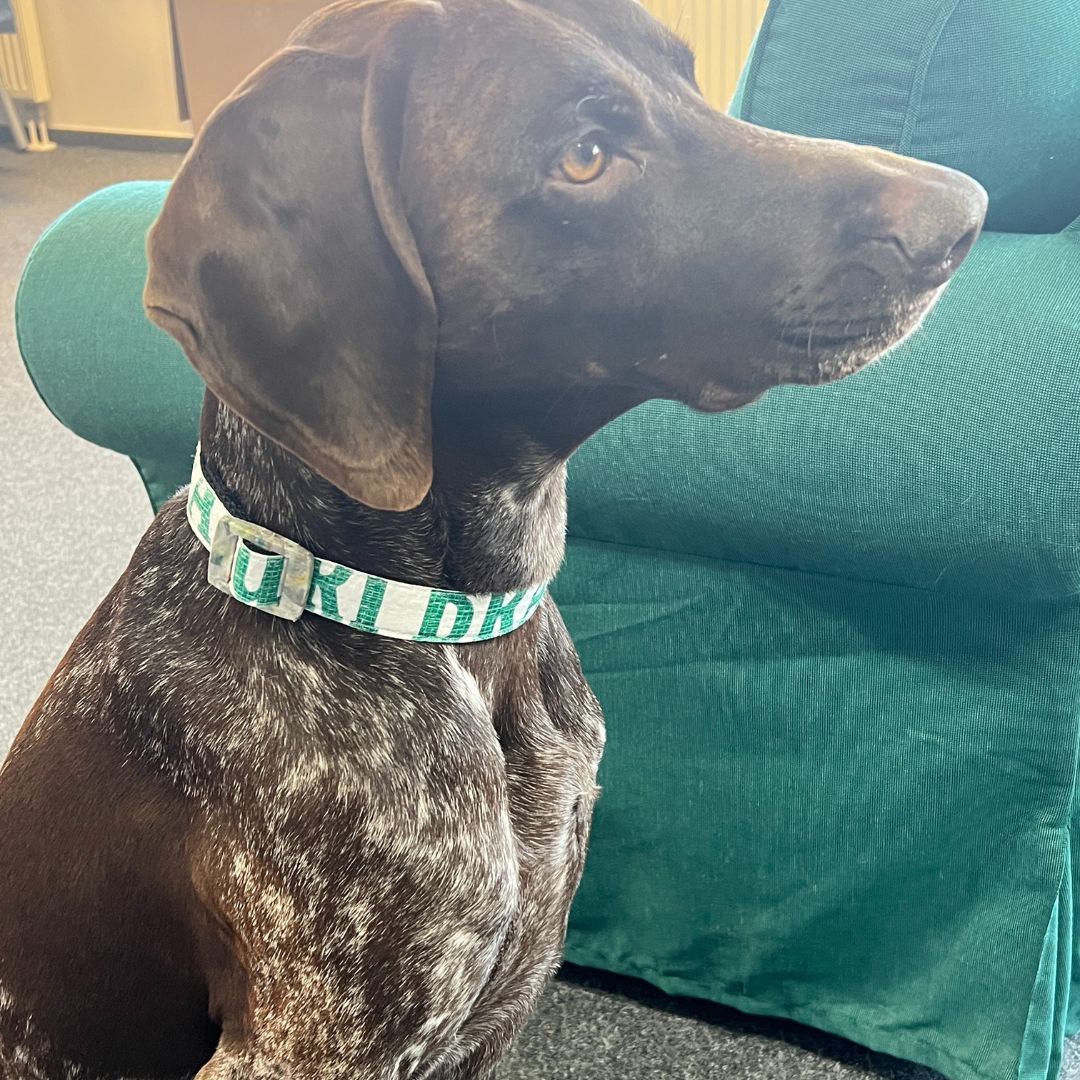 Hundehalsband "Style mich!" weiß - versch. Größen