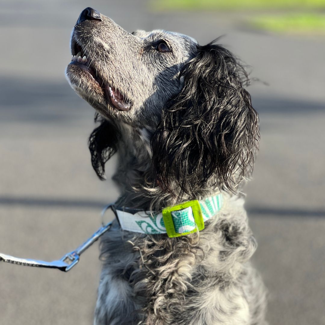 Hundehalsband "Style mich!" weiß - versch. Größen