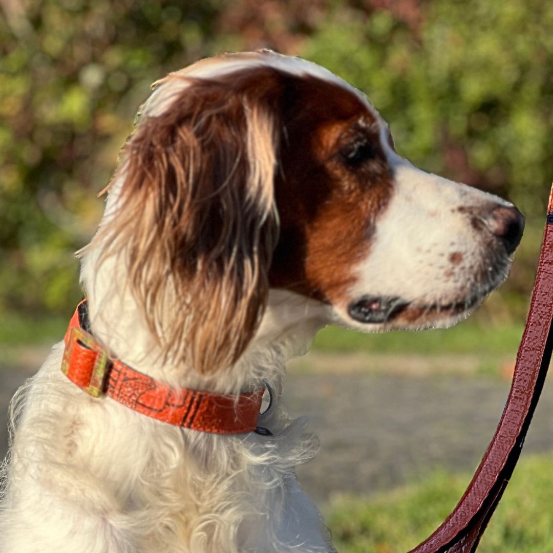 Hundehalsband "Style mich!" orange - versch. Größen