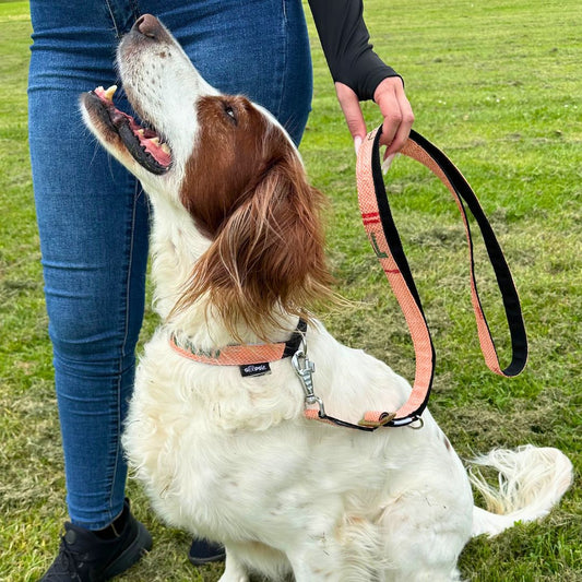 Hundeleine "Lanka", 2m - lachs