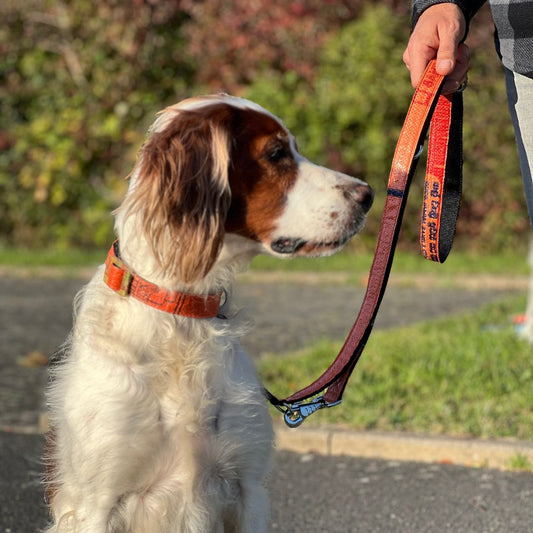 Hundeleine "Lanka", 2m - orange