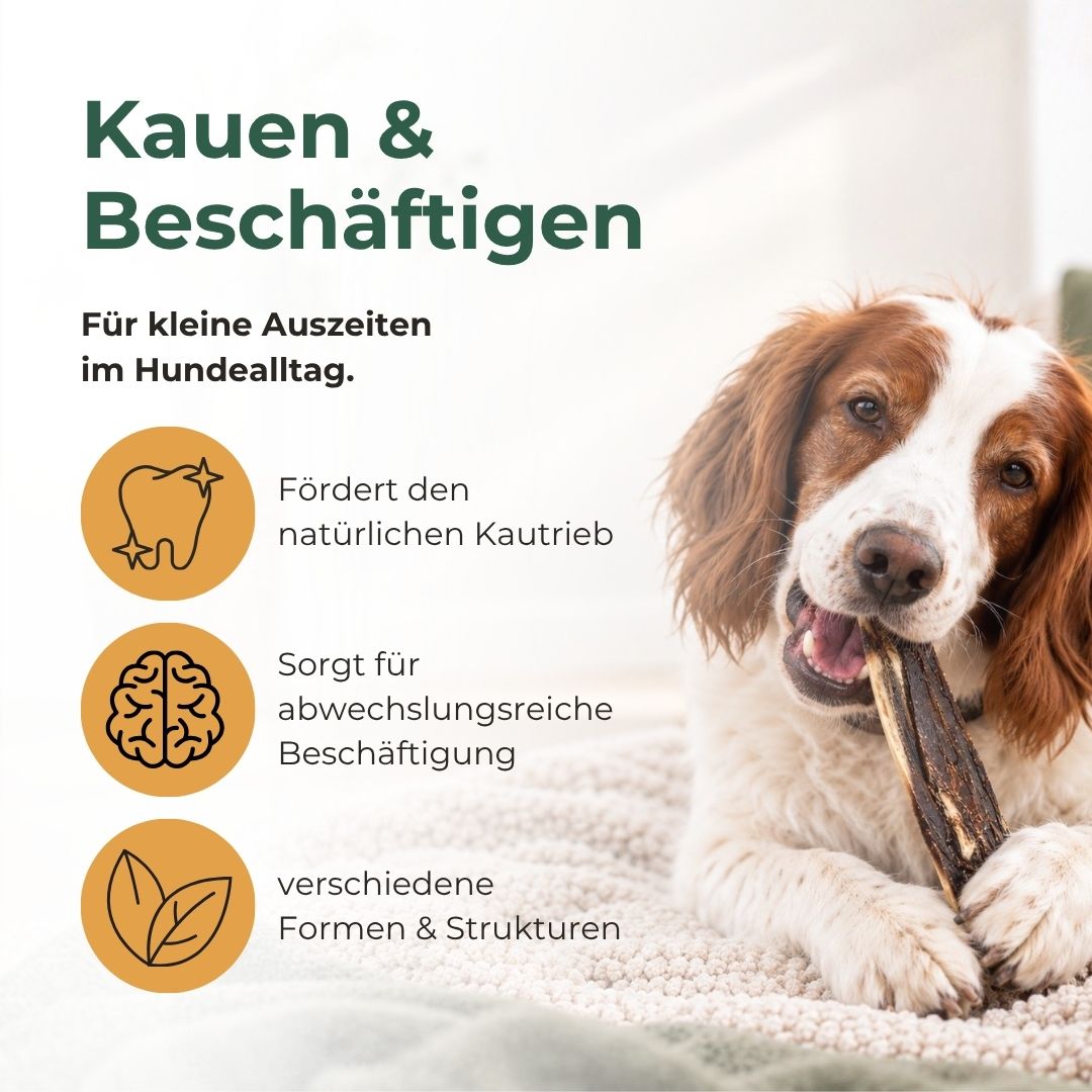 Hund Kaut auf Hirschrippe