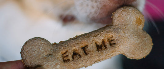 Selbstgemachte Weihnachtsplätzchen für Hunde: das Rezept für festliche Erdnussbutterkekse