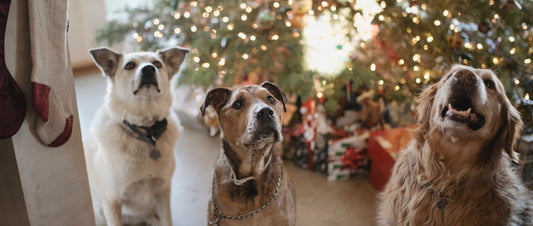 Weihnachten mit Hund - Tipps für entspannte Feiertage mit dem Vierbeiner