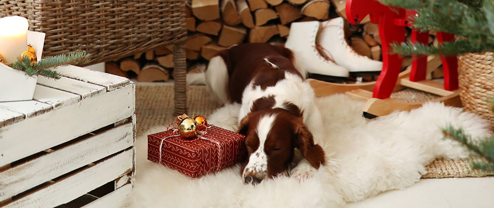 Geschenkideen für Hunde Hundebesitzer Weihnachtsgeschenk