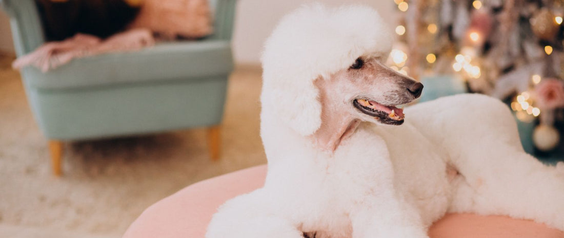 Fellpflege beim Hund - Tipps für gesundes, glänzendes Hundefell