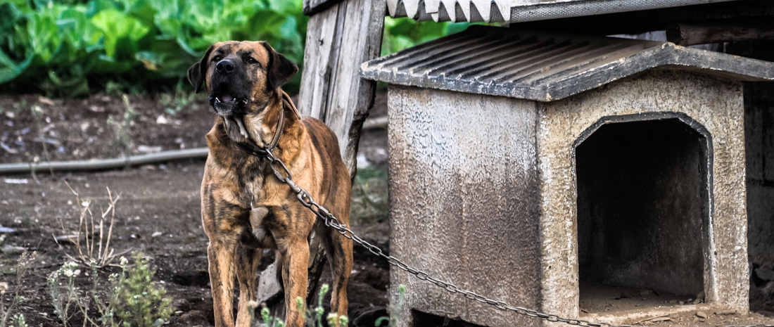 Good News zum Thema Nachhaltigkeit, Umweltschutz und Tierwohl