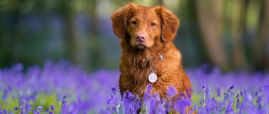 Sicher und entspannt mit Hund durch den Frühling - unsere Tipps