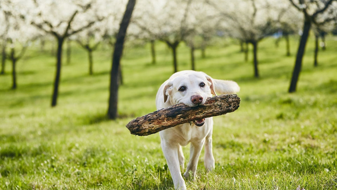 Von Zecken bis Frühlingssnacks: Dein ultimativer Guide für den ersten Frühling mit Hund