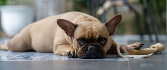 Atemnot und Dackellähmung bei Hunden - Was sind eigentlich Qualzuchten?