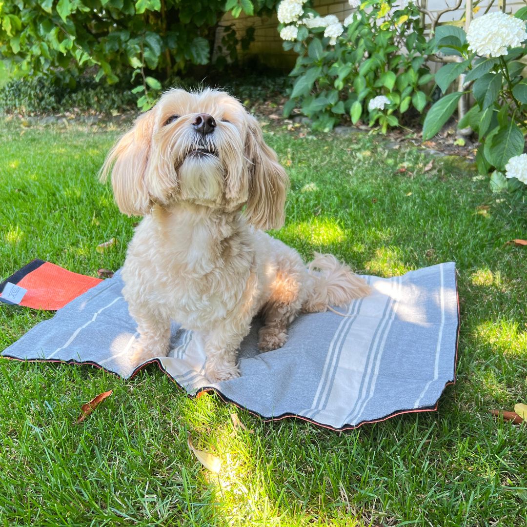 Outdoor Hundedecke "Wart ma" - versch. Farben