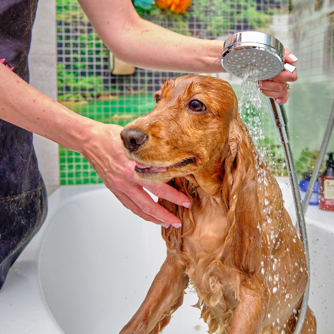 Hundeshampoo für sensible Haut "DoggoDusch", 150ml