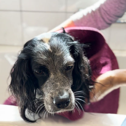 Feste Hundeseife "Doggo Wash" - vegan
