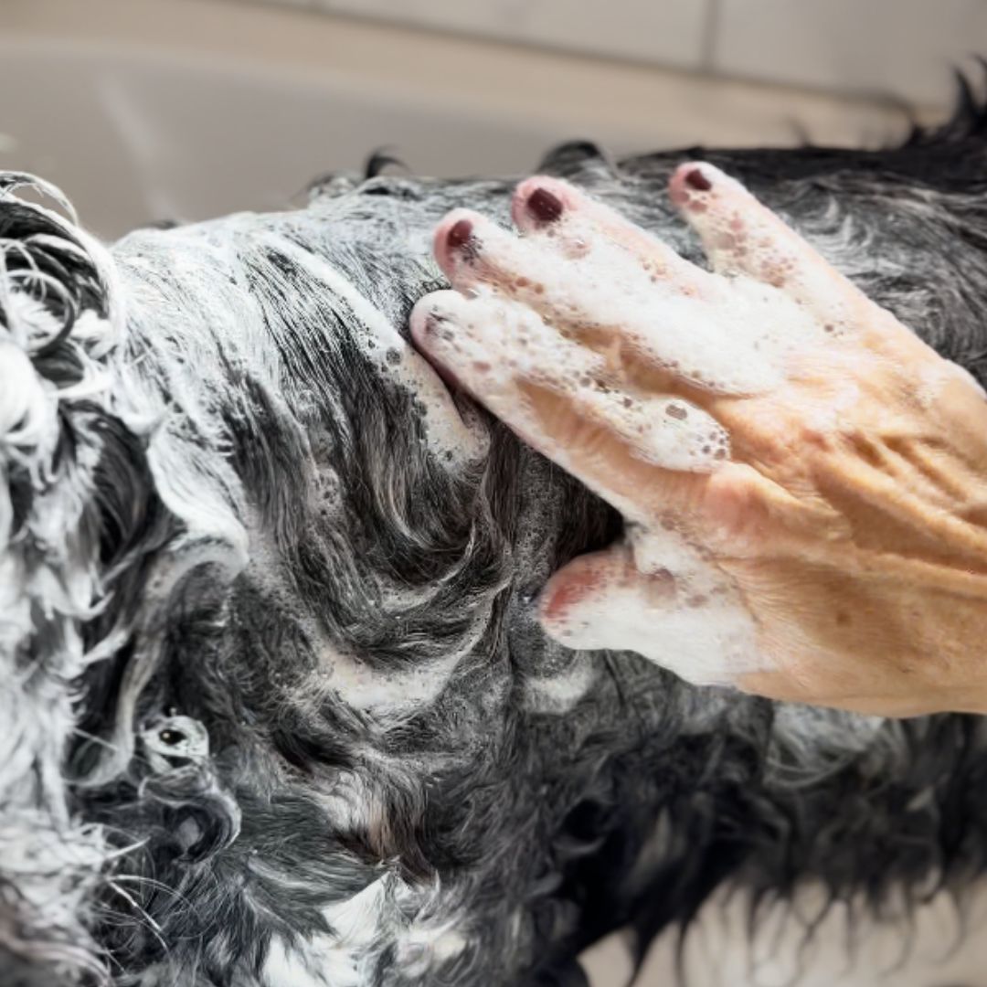 Feste Hundeseife "Doggo Wash" - vegan