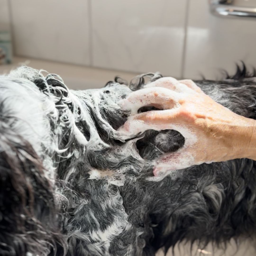 Feste Hundeseife "Doggo Wash" - vegan