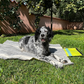 Fairtrade Hundedecke für unterwegs faltbar "Wart ma!" - versch. Farben