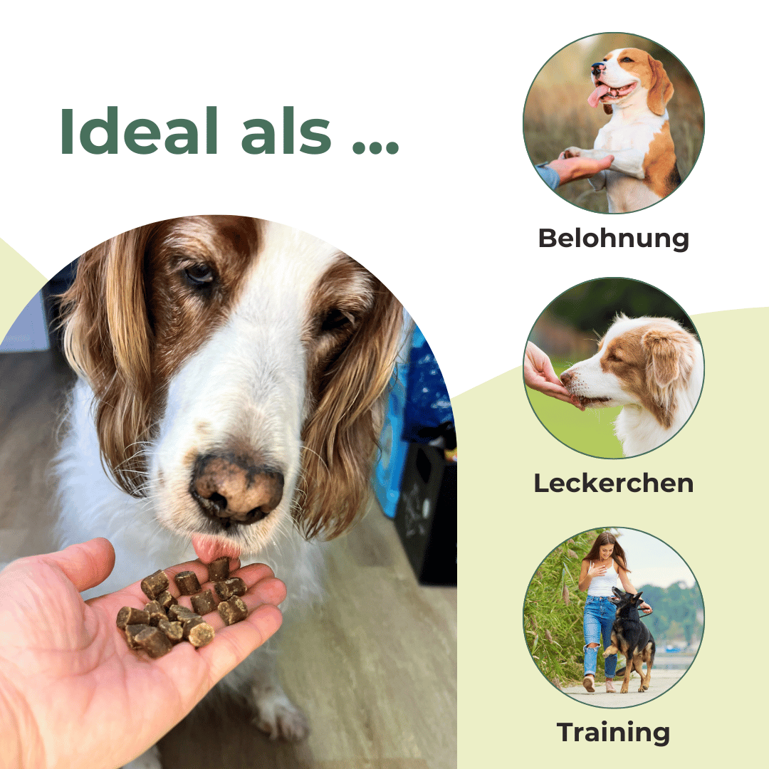 Softies Vorteilspack 3er Set (3 x 200 g) – Lachs, Wild & Käse