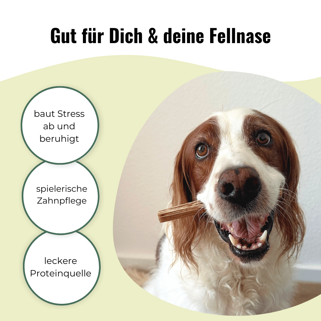 Ochsenziemer 5 Stück, 12 cm