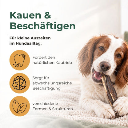 Hund Kaut auf Hirschrippe