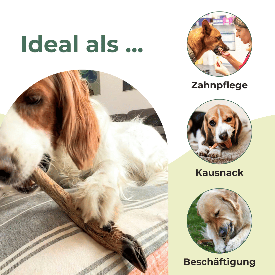 Wild Set Kausnack für Hunde: 6 Rehbeine + 200 g Endloswürstchen Hirsch