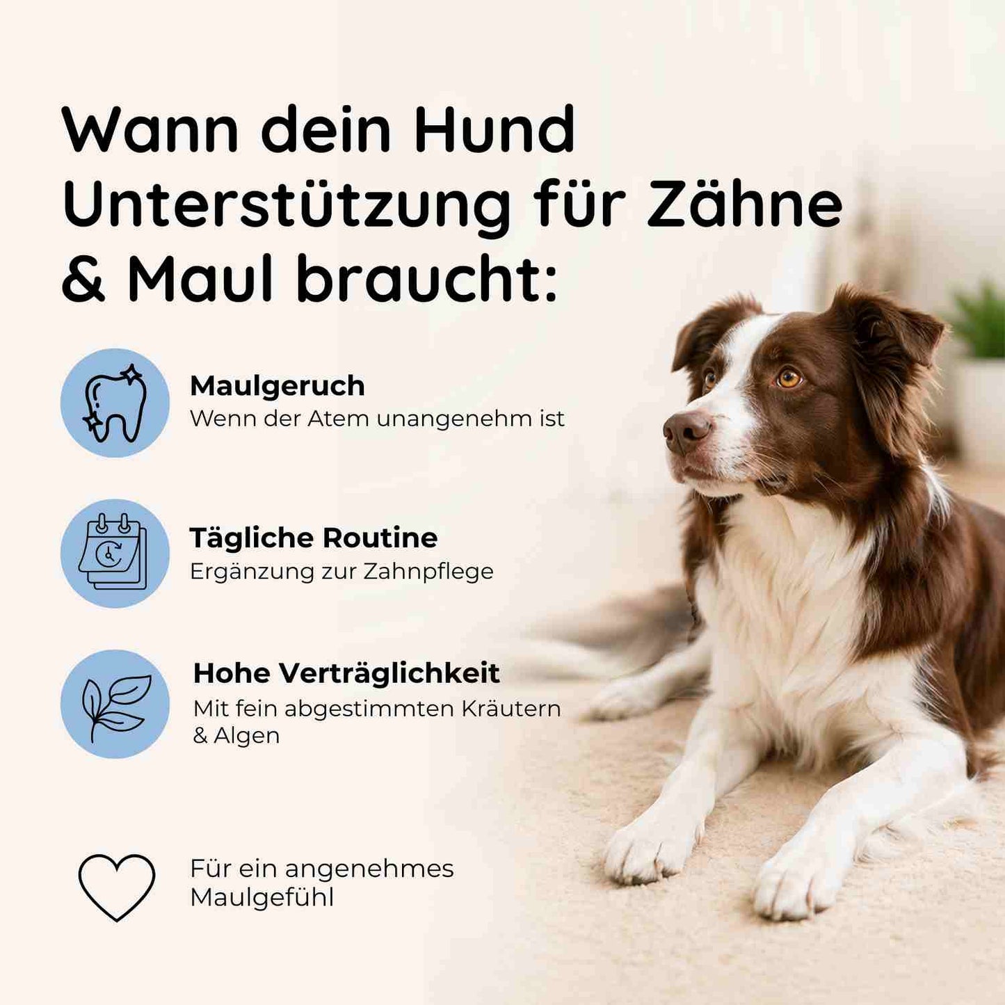 Zahnpflege - Maul & Zähne